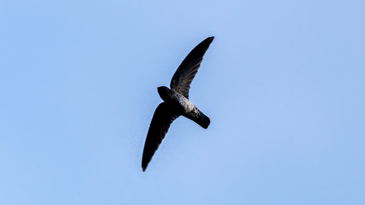 Plume-toed Swiftlet - ML627635113