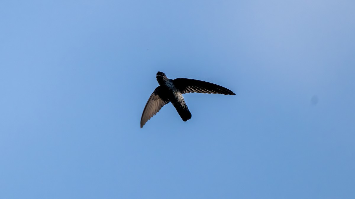 Plume-toed Swiftlet - ML627635114