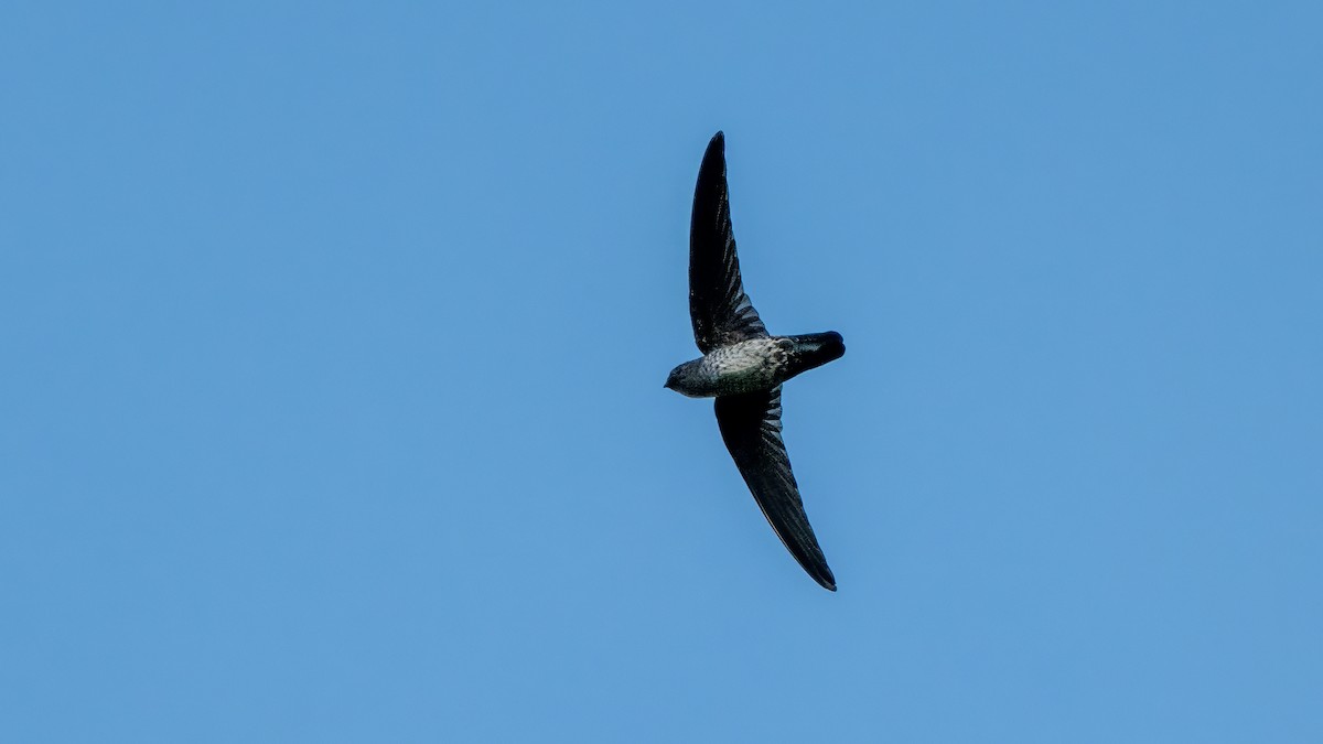 Plume-toed Swiftlet - ML627635115