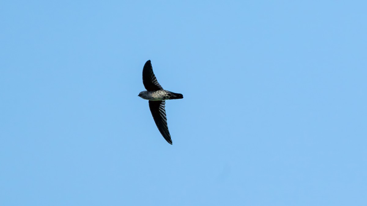 Plume-toed Swiftlet - ML627635116