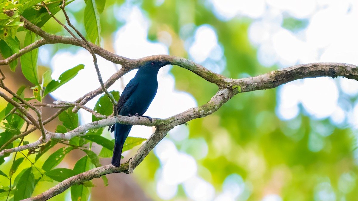 Asian Fairy-bluebird - ML627635135