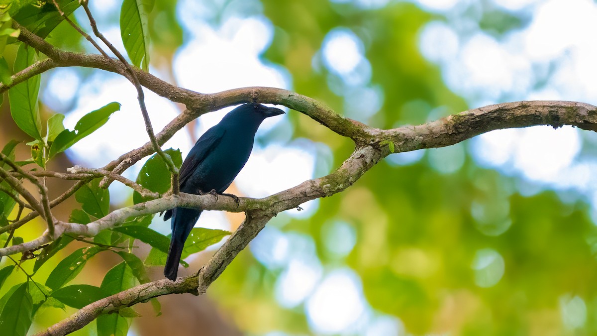 Asian Fairy-bluebird - ML627635136