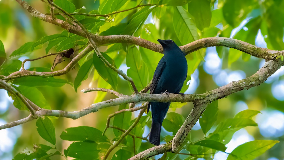 Asian Fairy-bluebird - ML627635137