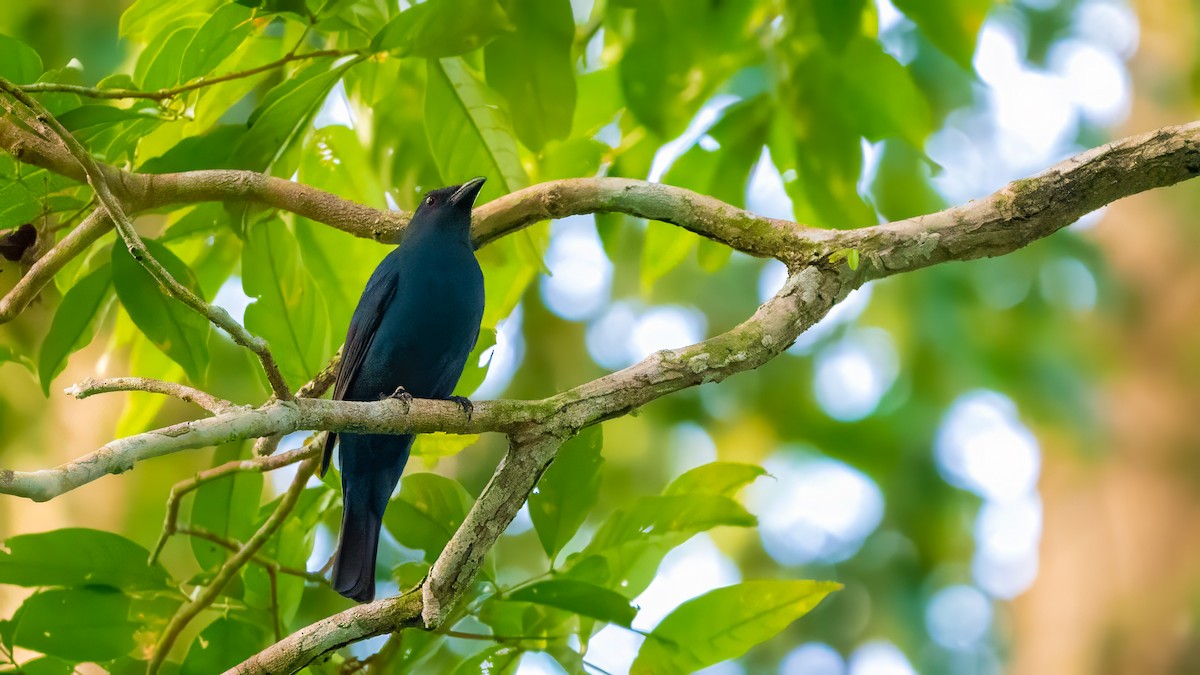 Asian Fairy-bluebird - ML627635138