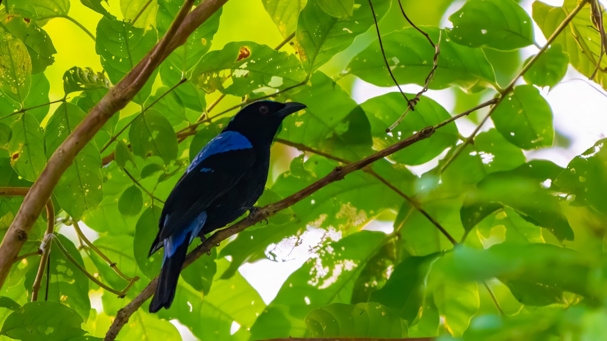 Asian Fairy-bluebird - ML627635139