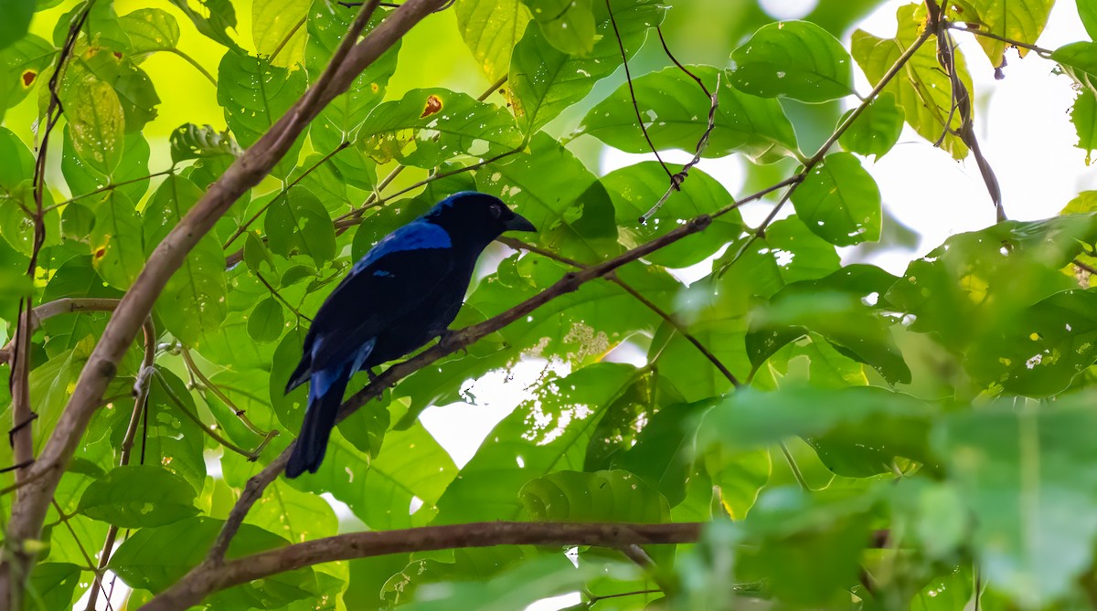 Asian Fairy-bluebird - ML627635141