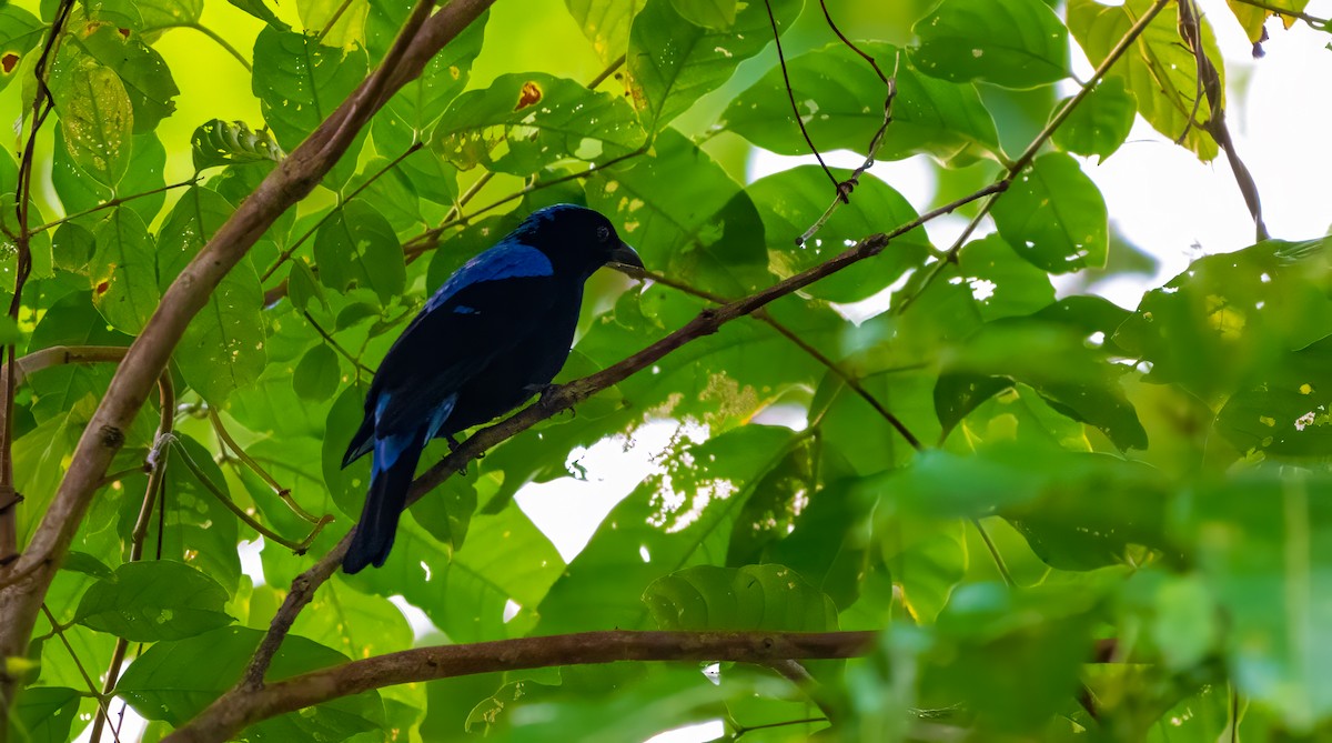 Asian Fairy-bluebird - ML627635142