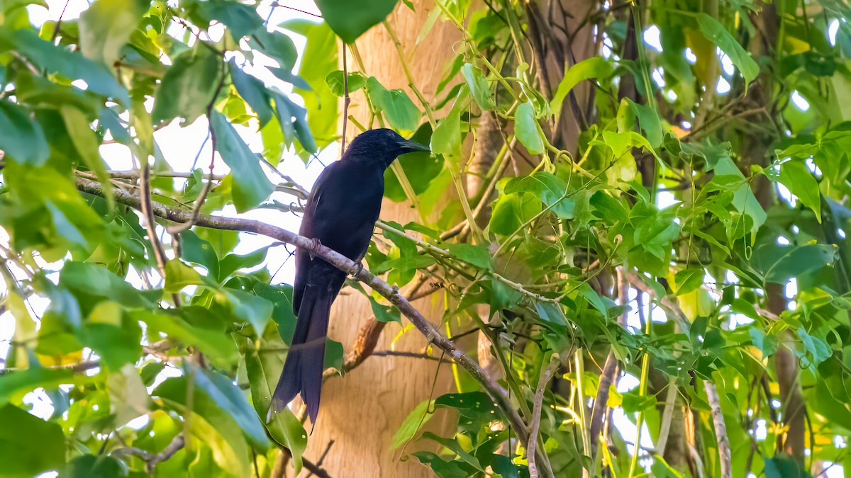 Andaman Drongo - ML627635148