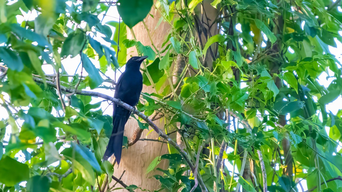 Andaman Drongo - ML627635149