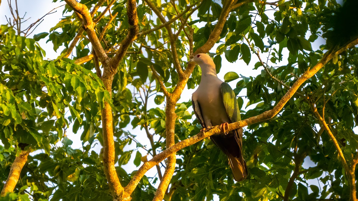 Green Imperial-Pigeon - ML627635153