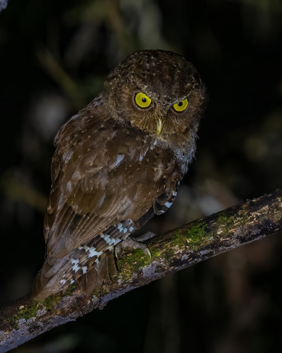 Andaman Scops-Owl - ML627635184