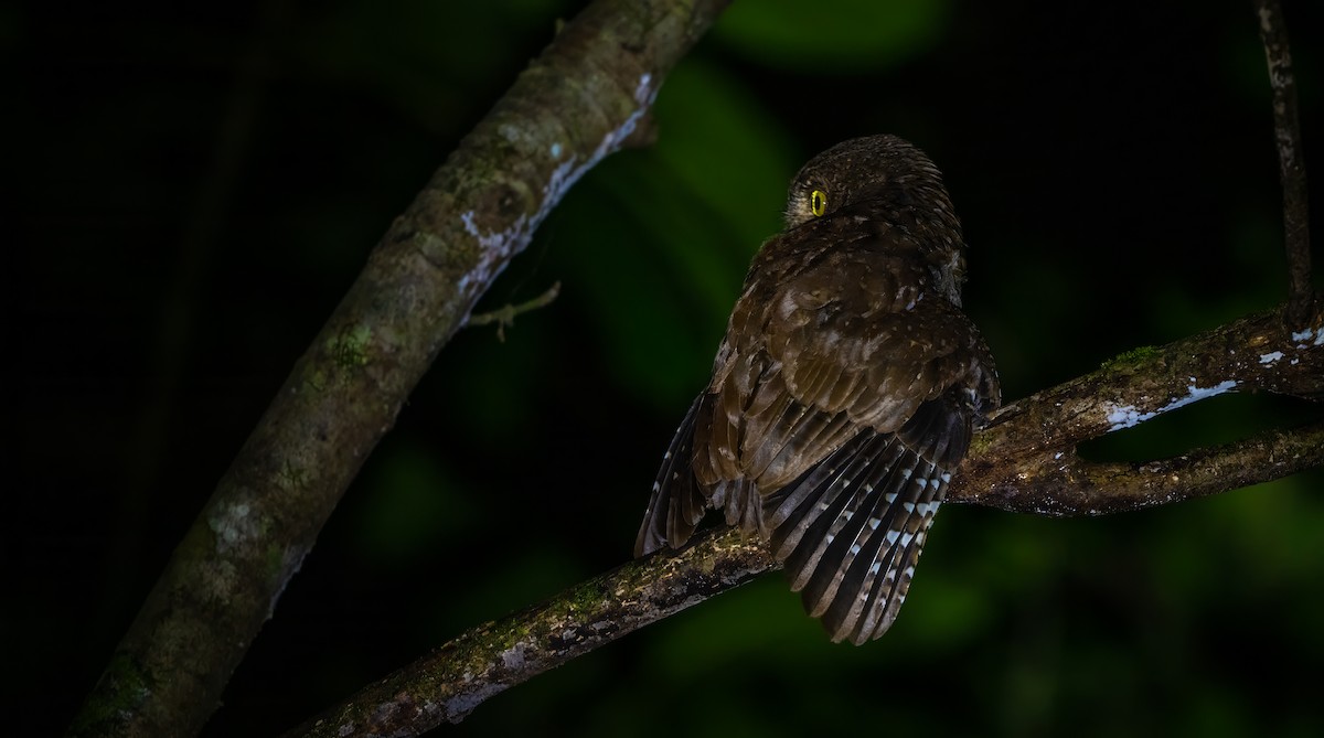 Andaman Scops-Owl - ML627635185