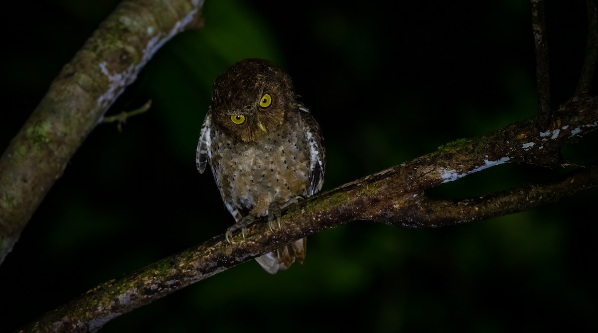 Andaman Scops-Owl - ML627635186