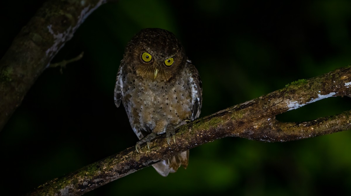 Andaman Scops-Owl - ML627635187