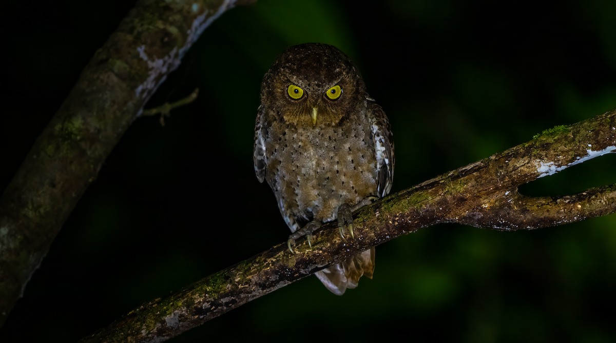 Andaman Scops-Owl - ML627635188