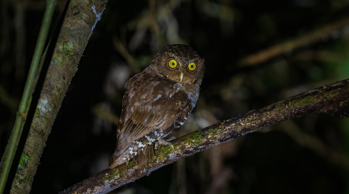 Andaman Scops-Owl - ML627635189