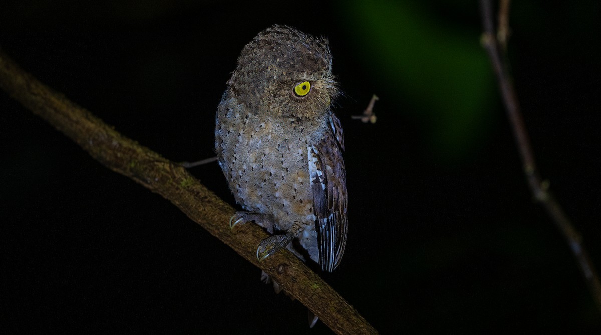 Andaman Scops-Owl - ML627635190