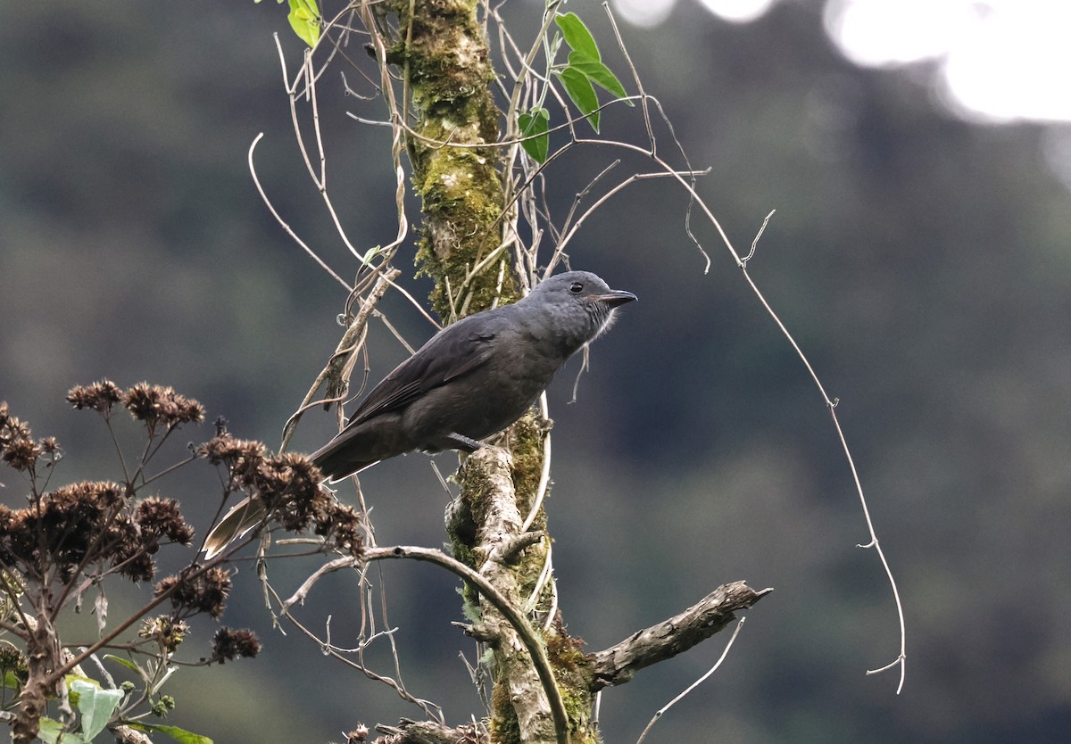 Dusky Piha - ML627635324