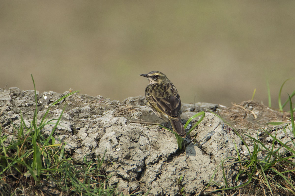 Rosy Pipit - ML627635367