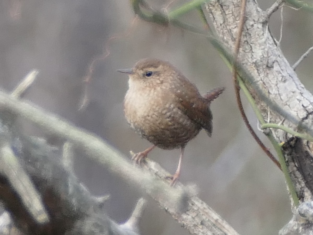 Winter Wren - ML627635438