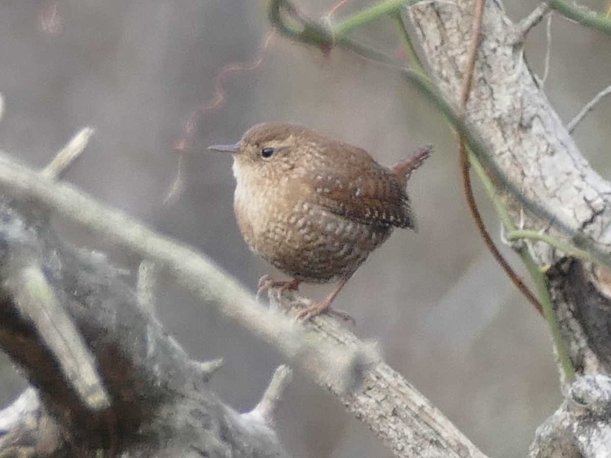 Winter Wren - ML627635439