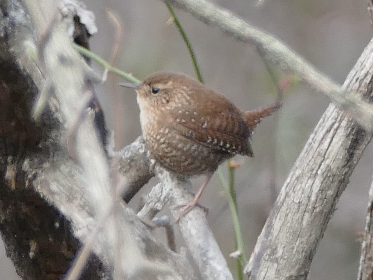 Winter Wren - ML627635440