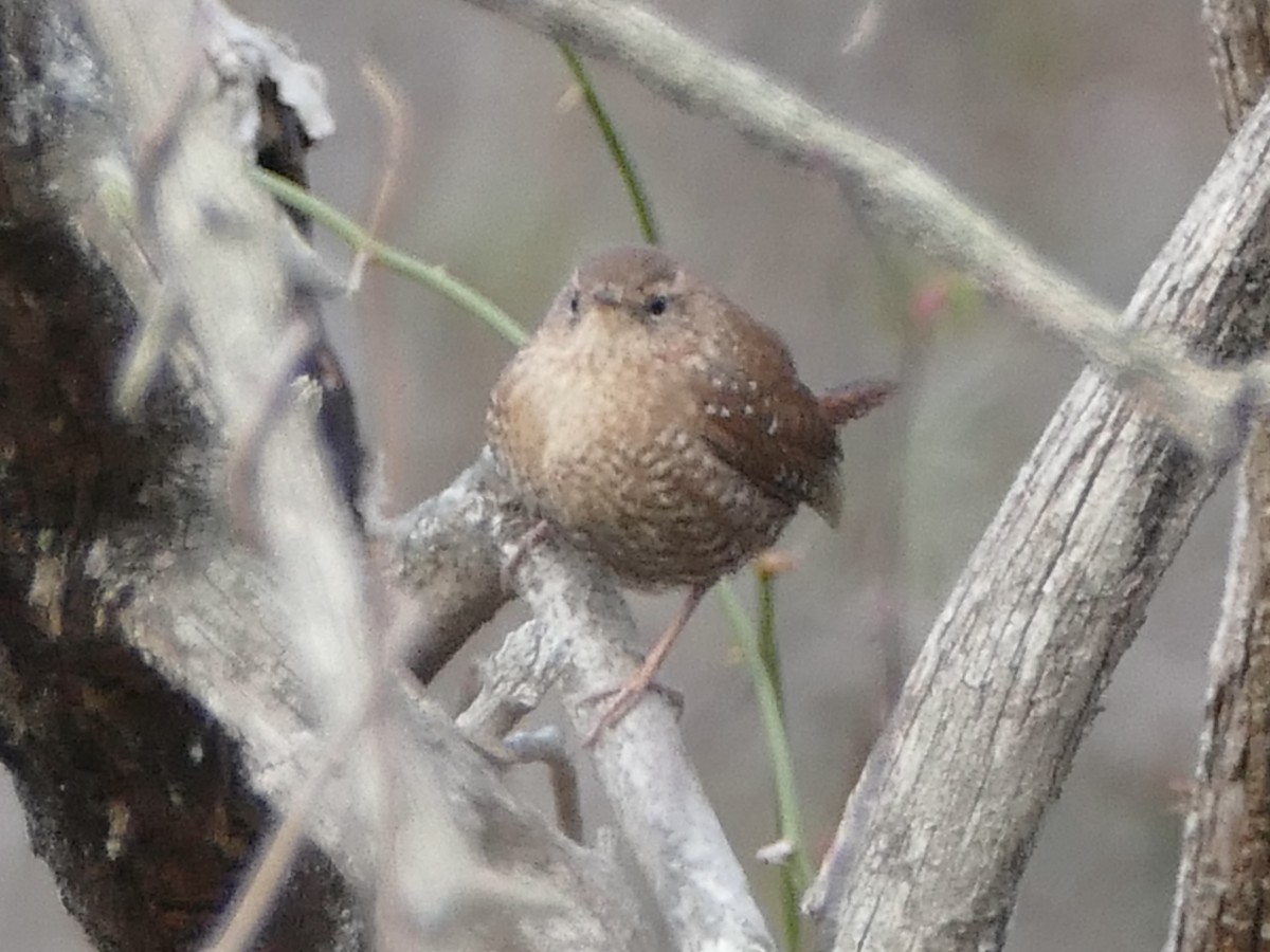 Winter Wren - ML627635441