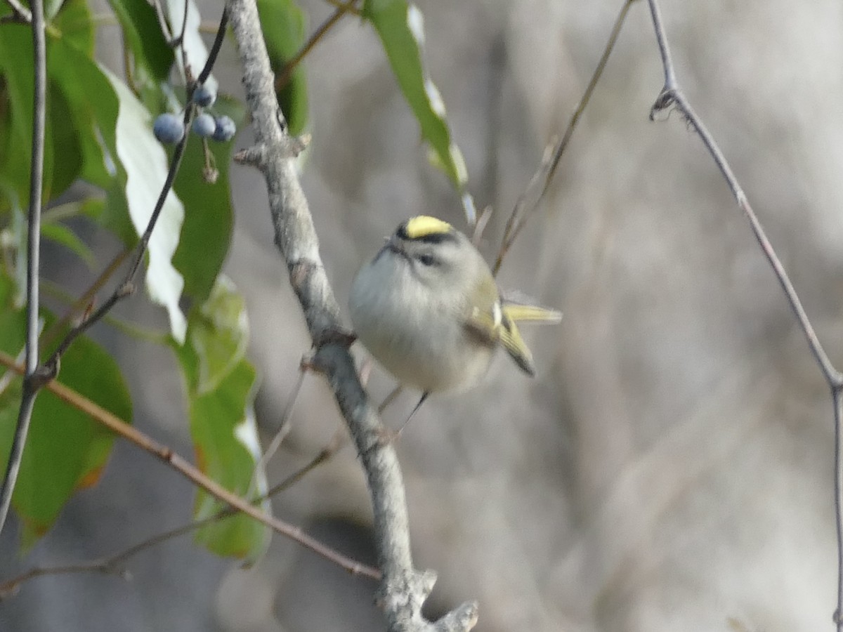 Golden-crowned Kinglet - ML627635494