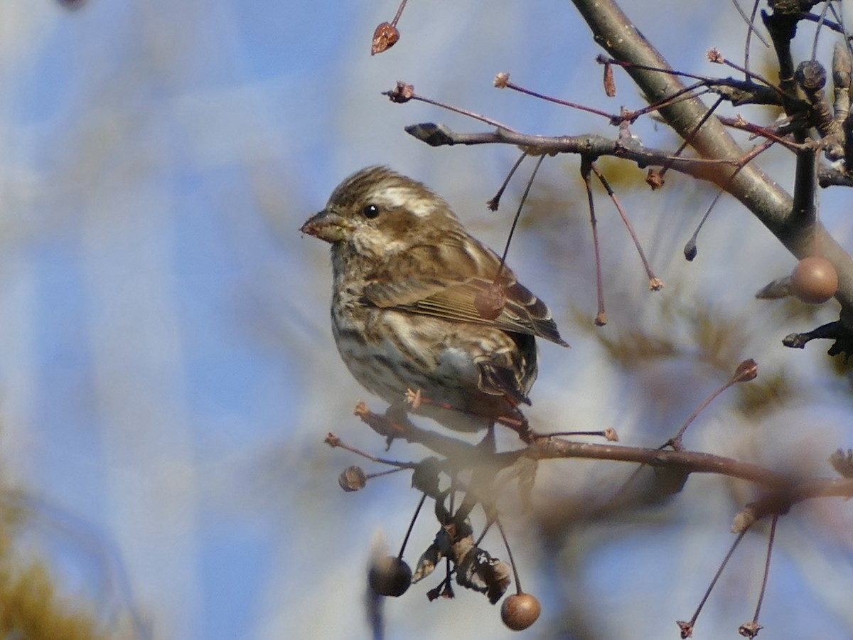 Purple Finch - ML627635520