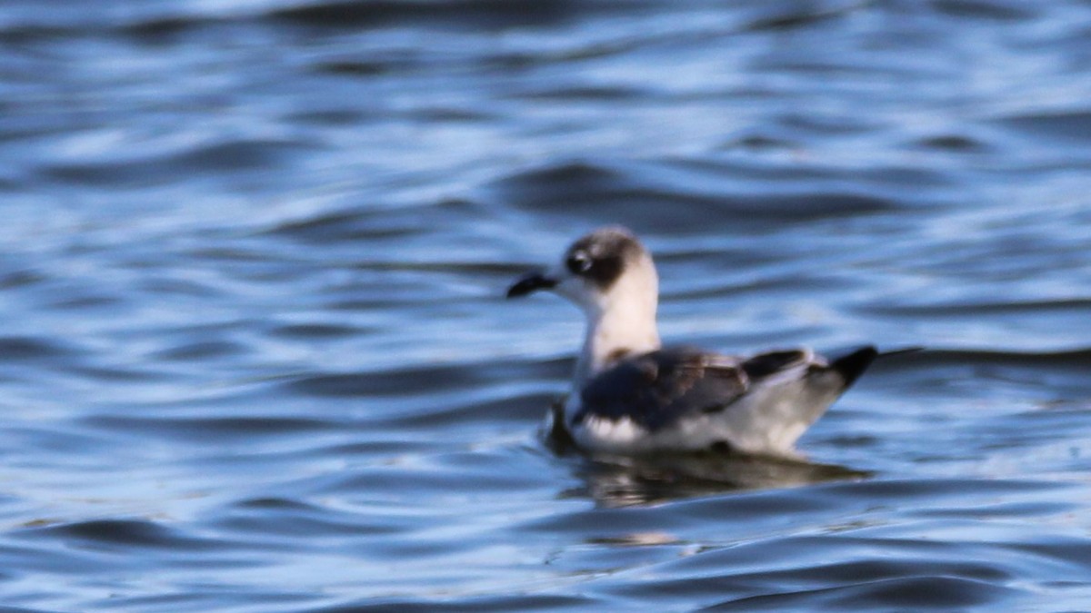 Franklin's Gull - ML627635592