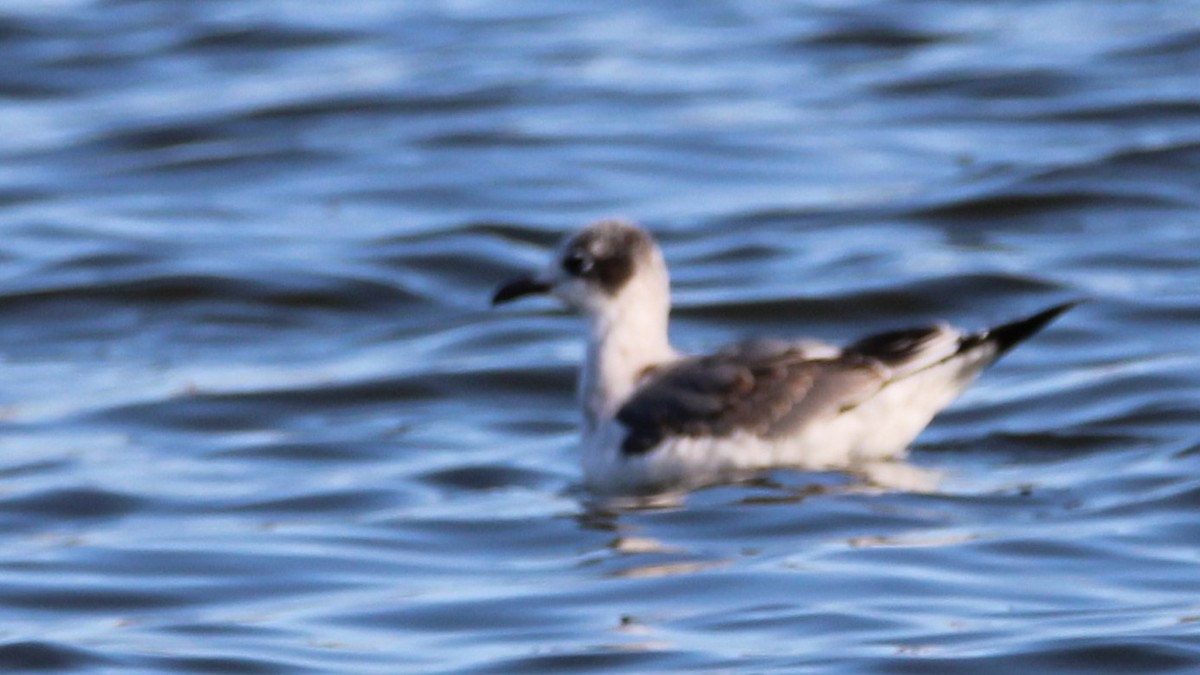 Franklin's Gull - ML627635594