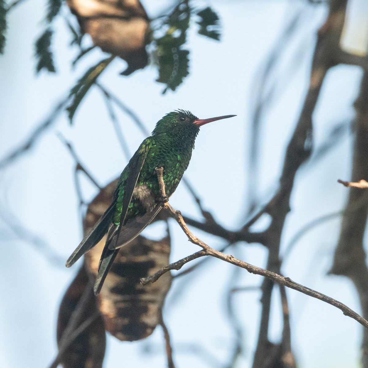 Cozumel Emerald - ML627635667