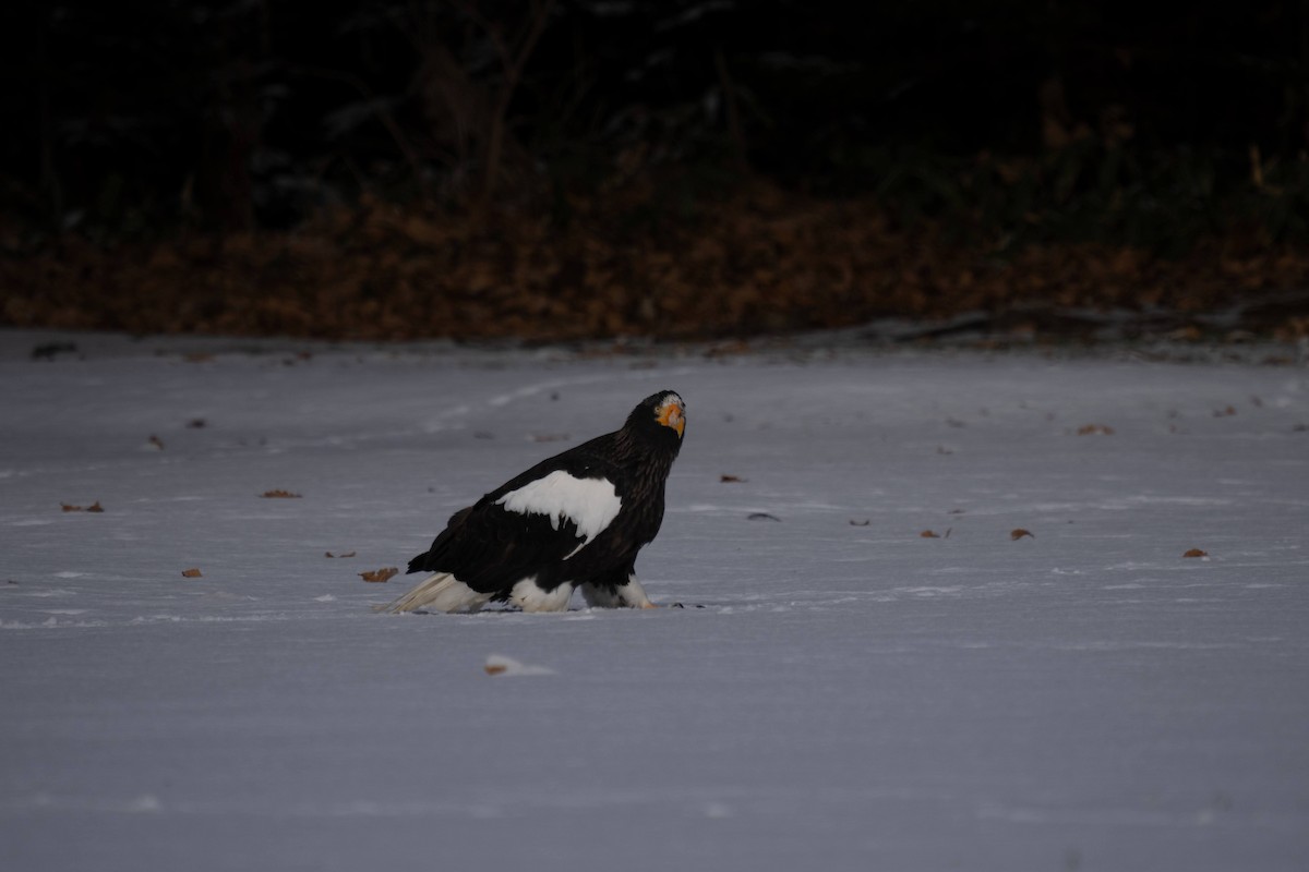 Steller's Sea-Eagle - ML627635696