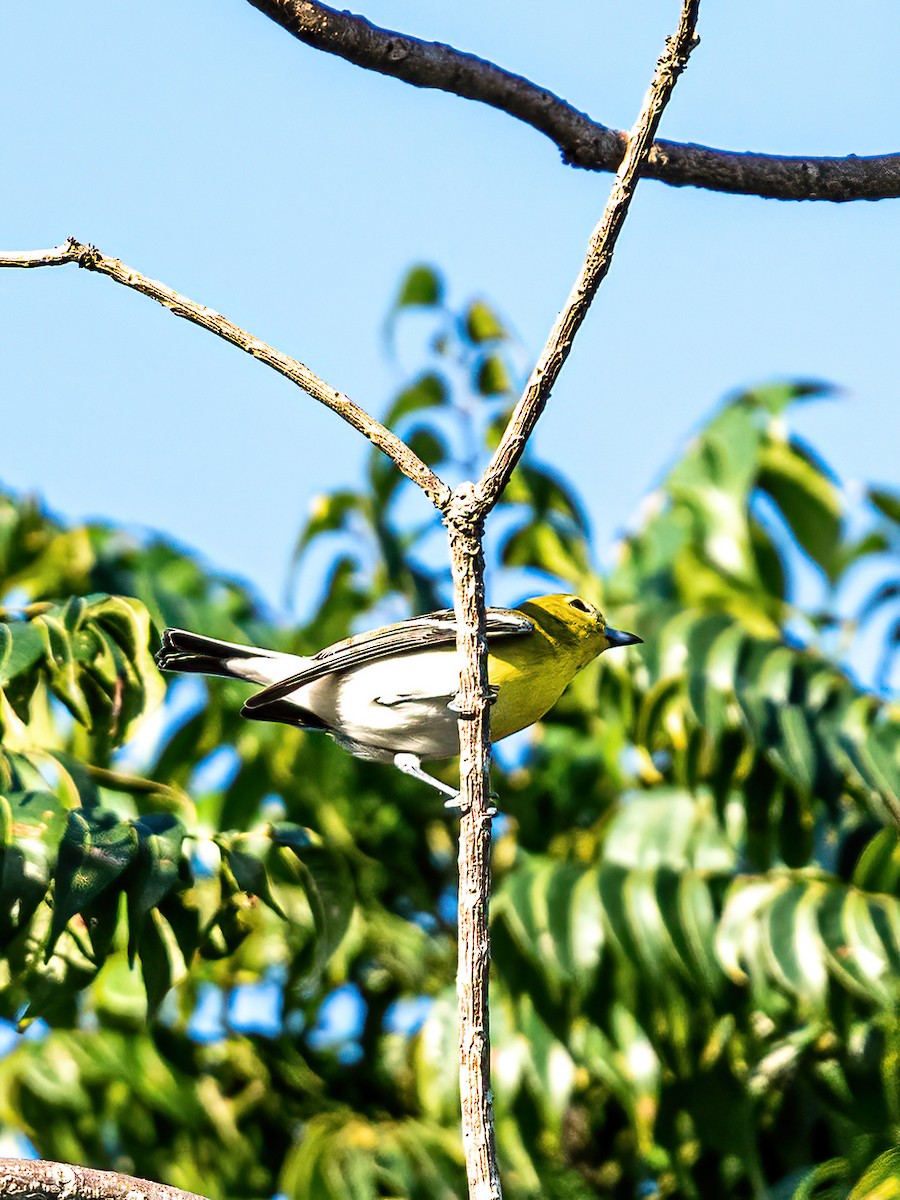 Yellow-throated Vireo - ML627635730