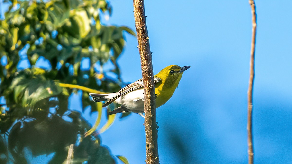 Yellow-throated Vireo - ML627635731