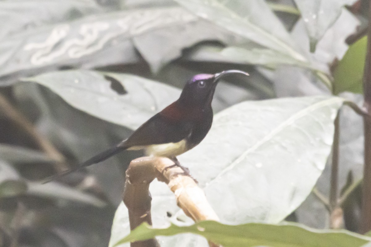 Black-throated Sunbird - ML627635762