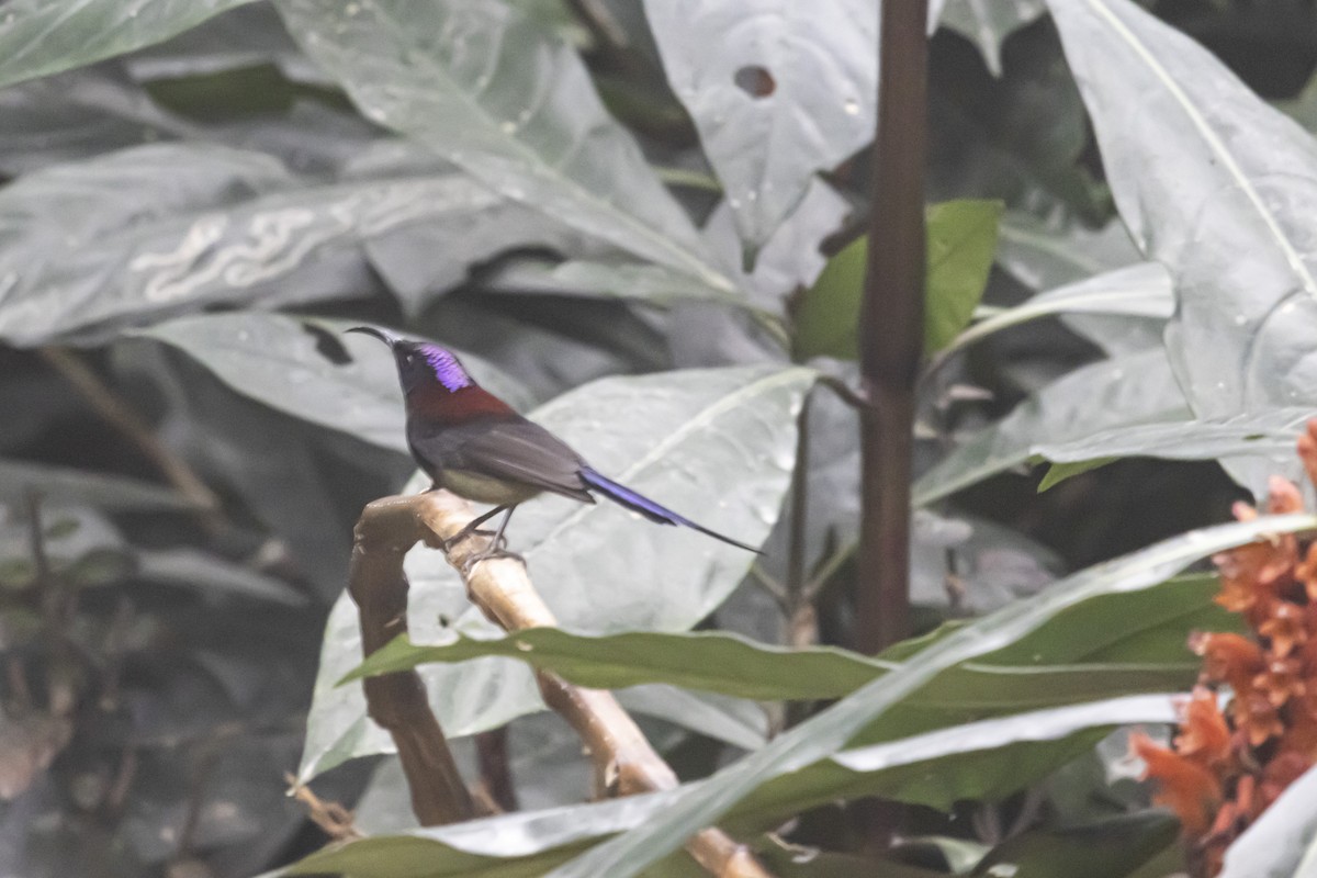 Black-throated Sunbird - ML627635770