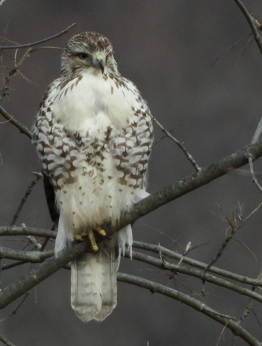 Red-tailed Hawk - ML627635841