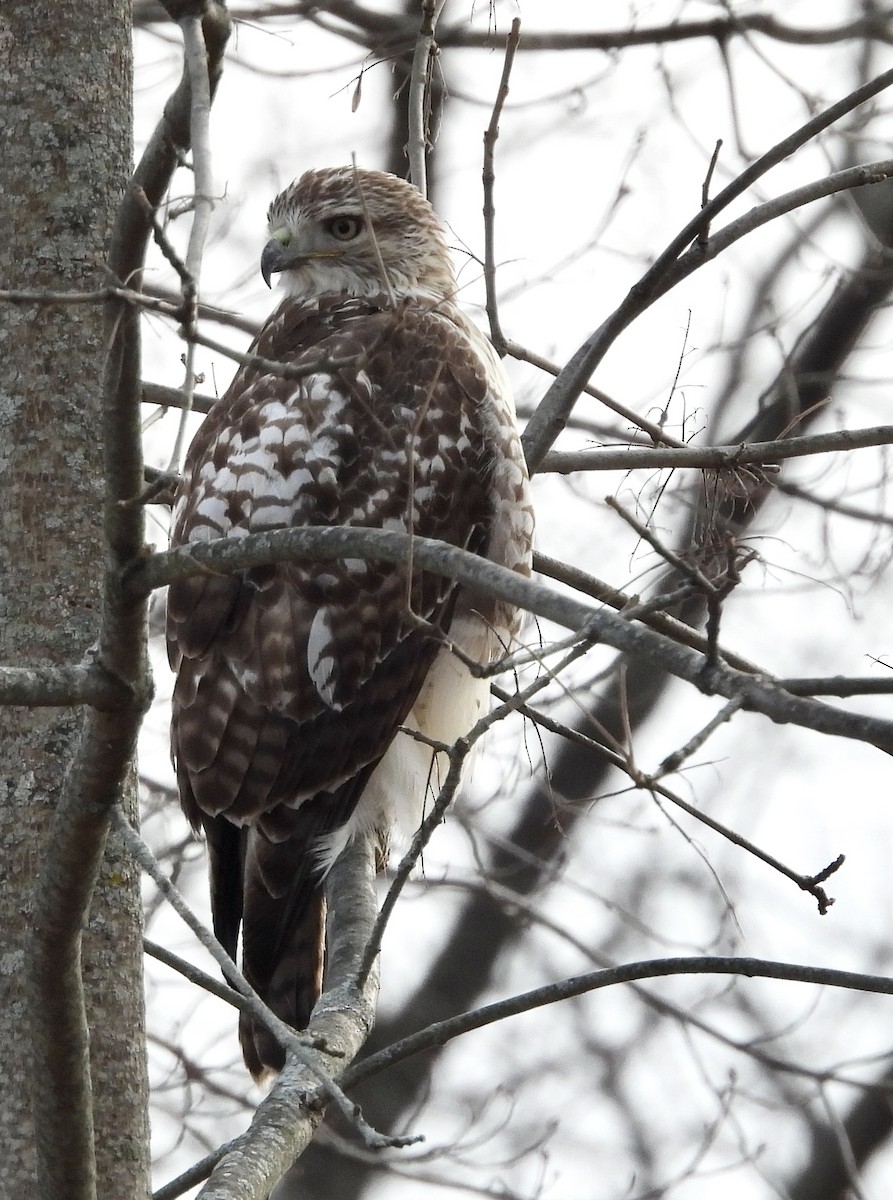 Red-tailed Hawk - ML627635871