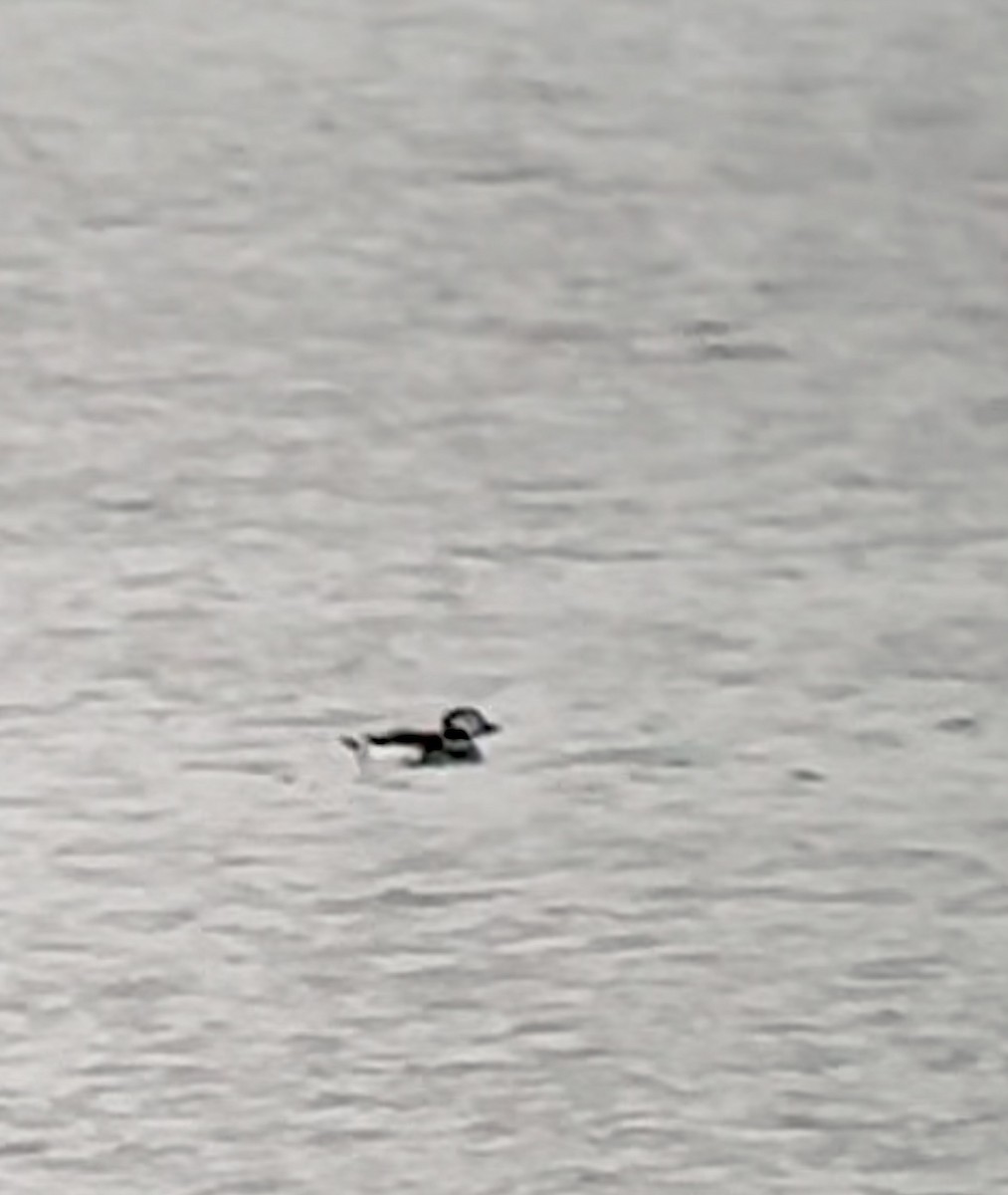 hoholka lední - ML627635874