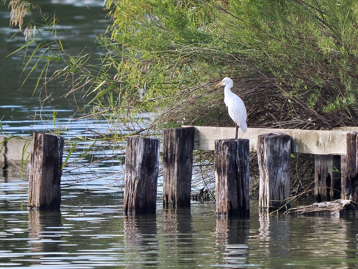 Western Cattle-Egret - ML627635892