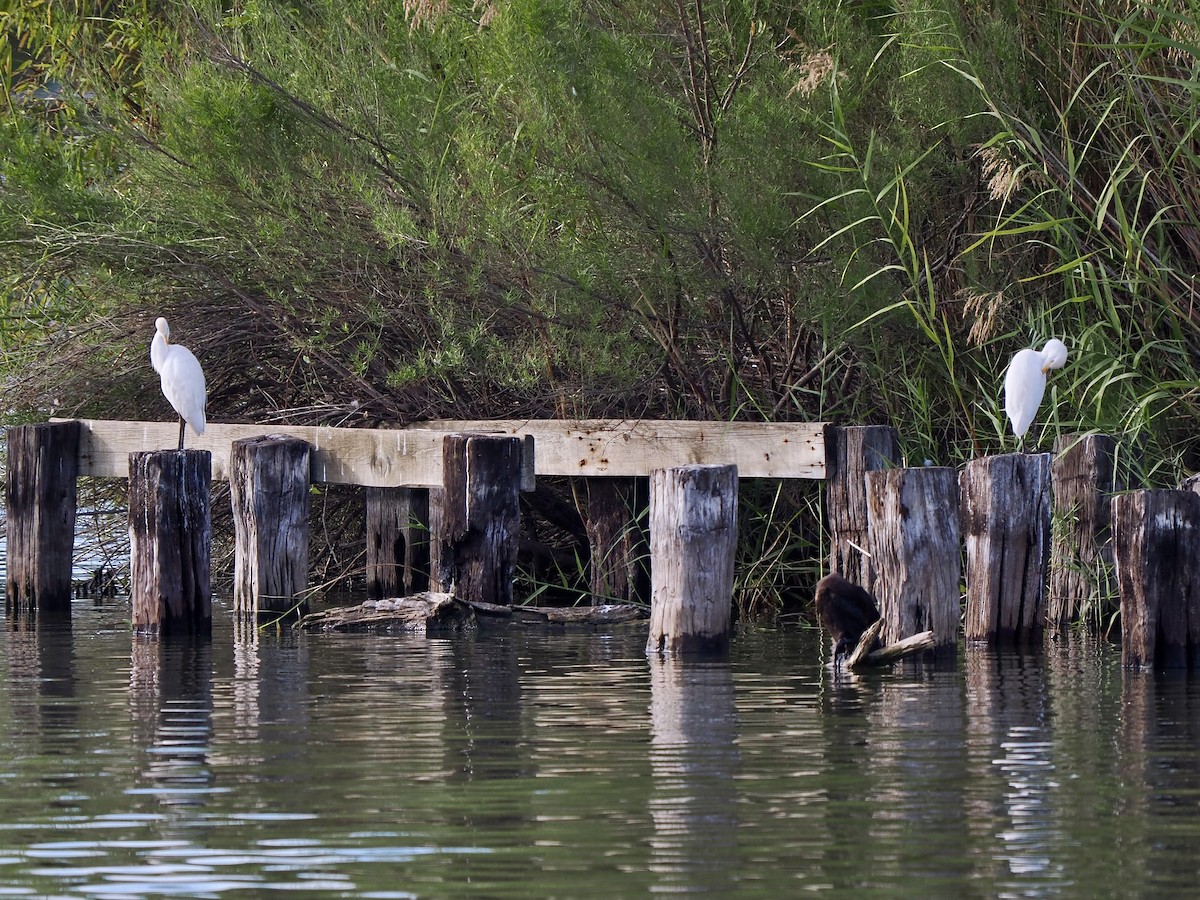 Western Cattle-Egret - ML627635893