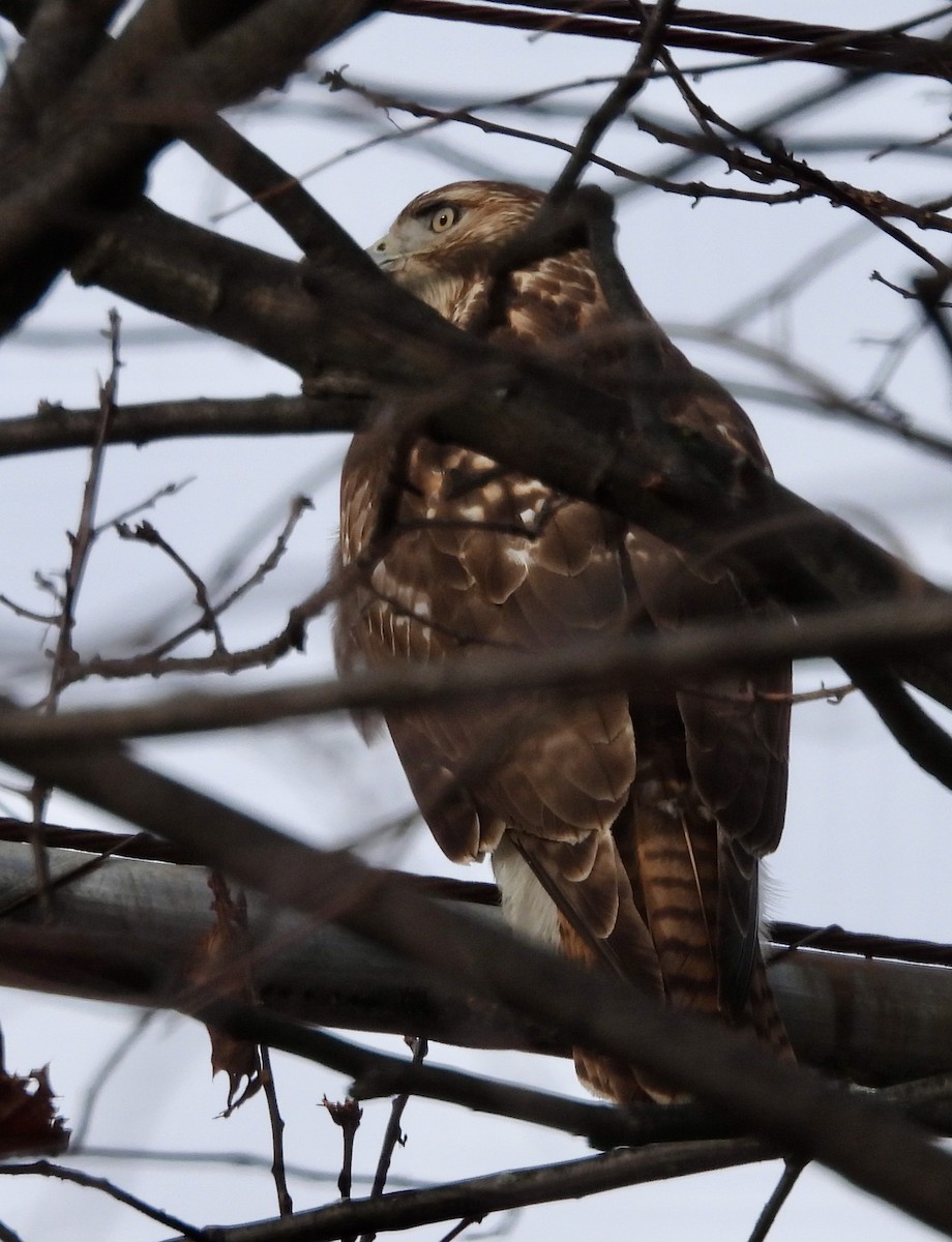 Red-tailed Hawk - ML627635903