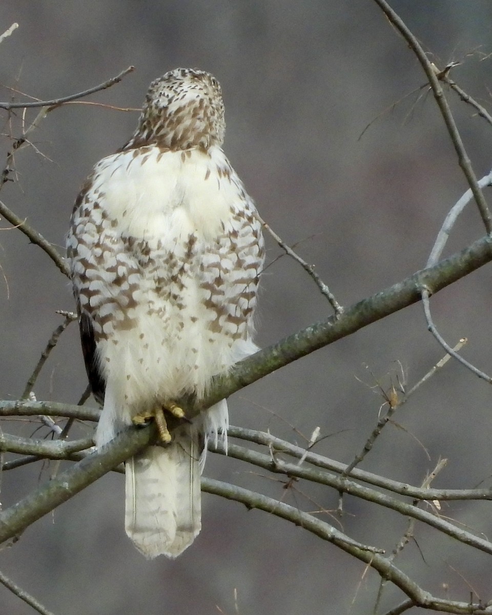 Red-tailed Hawk - ML627635977