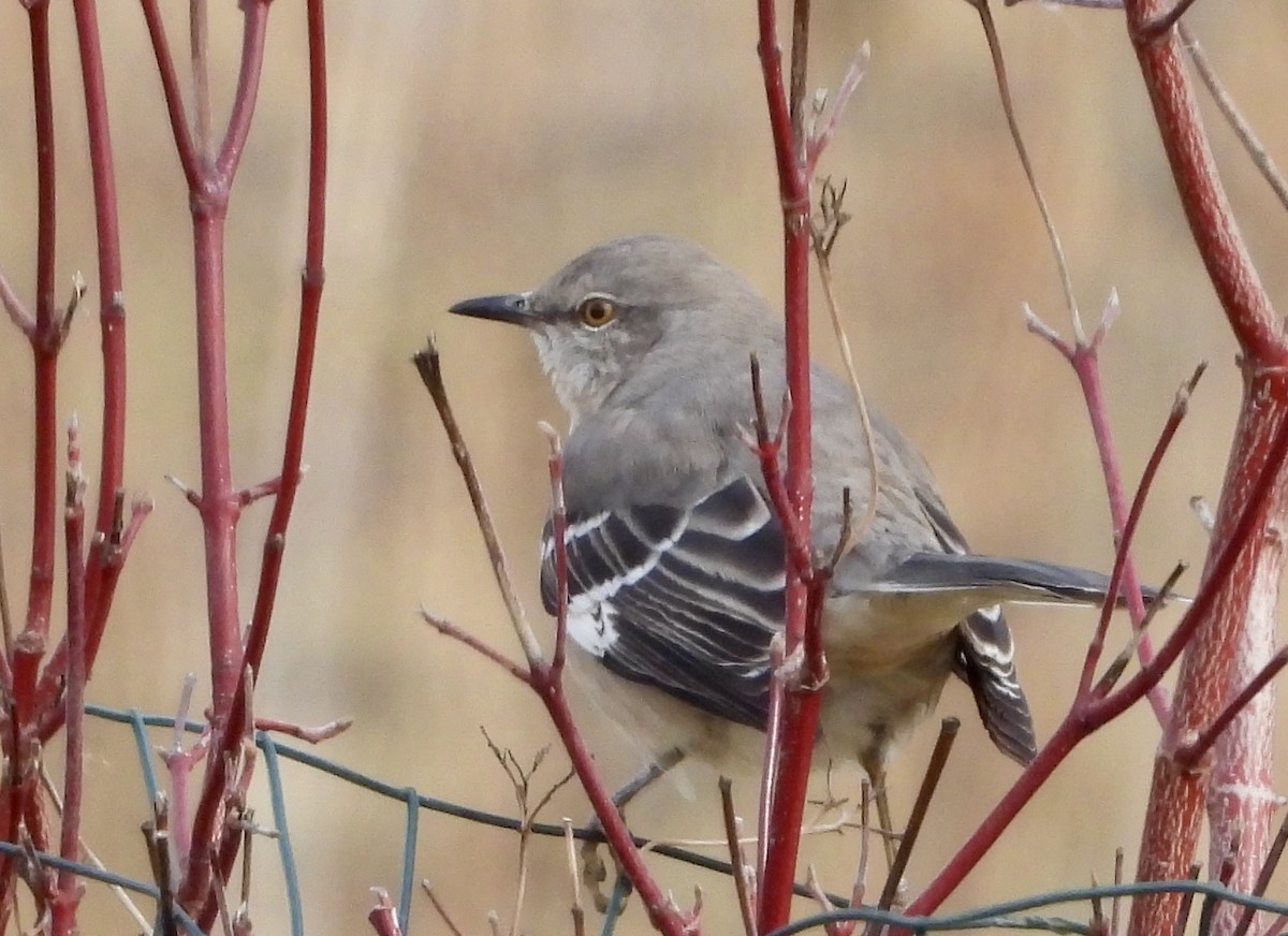 Northern Mockingbird - ML627636028