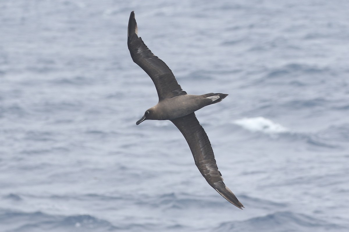 Sooty Albatross - ML627636081