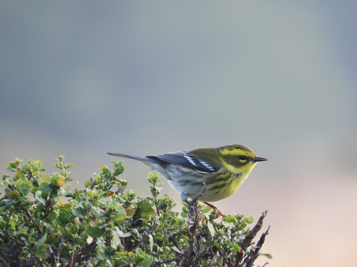 Townsend's Warbler - ML627636110