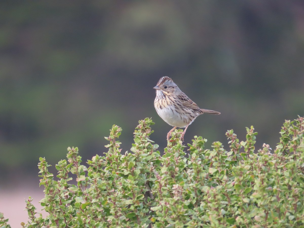 Lincoln's Sparrow - ML627636125