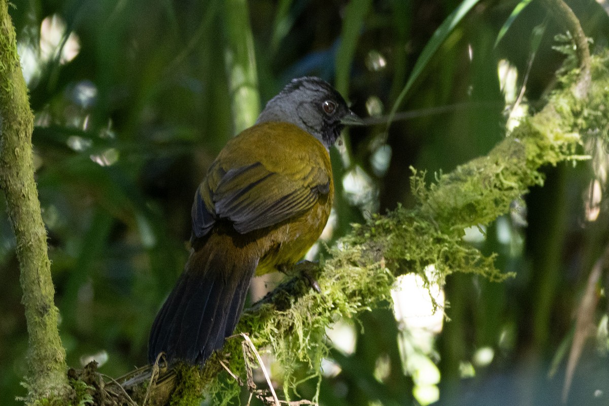 Large-footed Finch - ML627636522