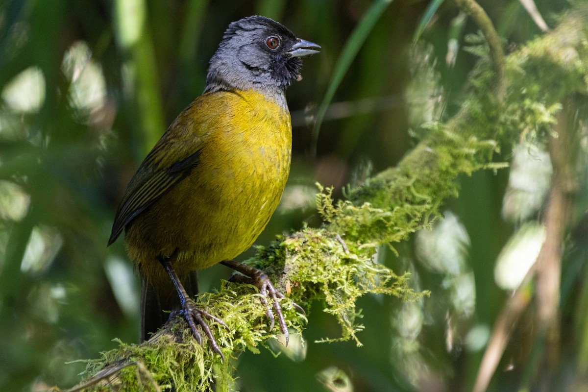 Large-footed Finch - ML627636530